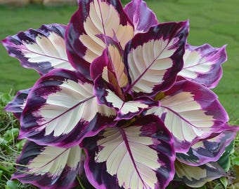 Bulbe de caladium, couleur mélangée, ombre tropicale, plante au feuillage ornemental de jardin