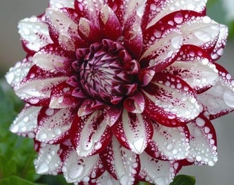 Plus de 200 graines de dahlia ornementales, plante annuelle pour jardin extérieur