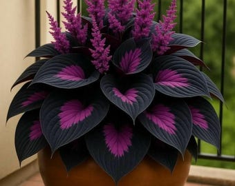 Plus de 390 graines d'hosta violet noir, plante vivace rare de jardin d'ombre en forme de coeur