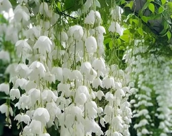 Graines de jasmin pleureur grimpantes vivaces parfumées plante de vigne de jardin d'extérieur