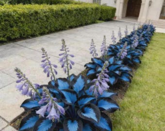 Graines de hosta bleu pour la plantation de graines de plantes vivaces ornementales rares pour jardins d'ombre