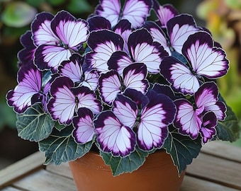 Graines de bégonia bleu blanc rare plante vivace fleur de jardin