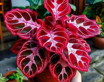 2 bulbes de caladium Limelite au feuillage brillant, plante ornementale tropicale de jardin en croissance
