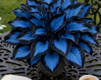 Graines de hosta bleu rare plante vivace à feuillage ornemental pour jardin d'ombre