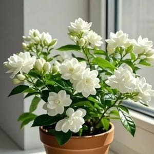 May include: A potted jasmine plant with bright white flowers and green leaves. The plant is in a terracotta pot, and the flowers are in full bloom. The image is taken in natural light, highlighting the plant's details.