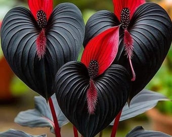 Graines Bleeding Heart Dicentra Spectabilis Graines de fleurs vivaces aimant l'ombre