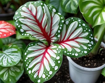 Graines de caladium, paquet de graines de plantes ornementales colorées rares, oreilles d'éléphant colorées, ombre, jardin