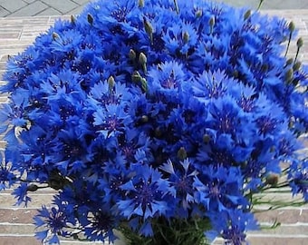 600 grandes graines de bachelor bleu, graines de bleuet, fleurs sauvages pollinisateurs du patrimoine sans OGM