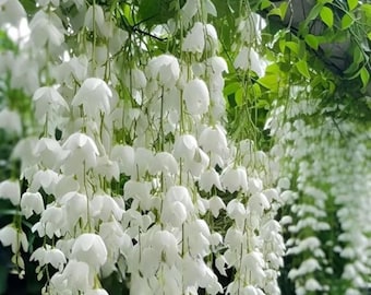 Plus de 100 graines de jasmin pleureur grimpant, plantes de vigne vivaces parfumées