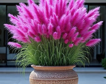 Mélange de 100 graines d'herbe de la pampa, couleur cortaderia selloana, plantes ornementales de jardin