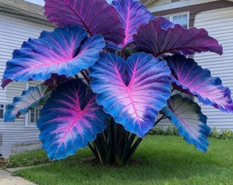 Plus de 300 graines de caladium des États-Unis, plante au feuillage coloré de jardin d'ombre tropicale