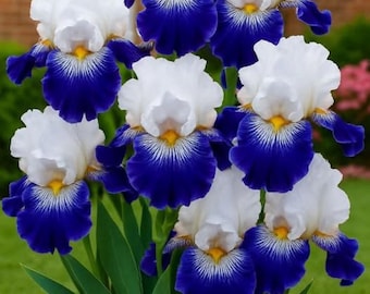Plus de 80 graines de fleurs d'iris vivaces rares plantes de jardin patrimoniales