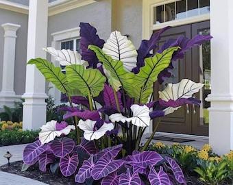 Graines Fiesta Caladium Graines rares d'extérieur pour jardin au feuillage coloré tropical aimant l'ombre