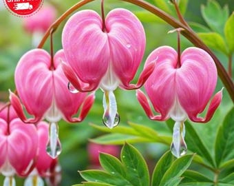 100 graines de Dicentra spectabilis, coeur saignant, fleurs de jardin rares, plantes