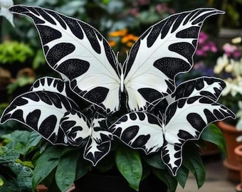 Plus de 150 graines de Hosta papillon noir et blanc, plante vivace à feuillage de jardin d'ombre
