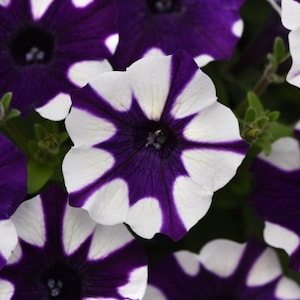 May include: Close-up of petunia flowers with white petals and deep purple starburst patterns. The flowers have dark centers and are surrounded by green foliage. The image highlights the intricate details and vibrant colors of the blooms.