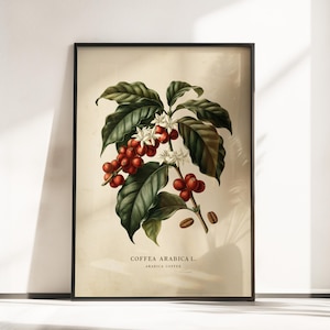 Pode incluir: Uma impressão botânica emoldurada apresentando uma planta Coffea Arabica com folhas verde-escuras, flores brancas e cachos de cerejas de café vermelhas. O fundo creme inclui o texto COFFEA ARABICA L. e ARABICA COFFEE na parte inferior.