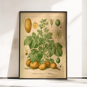 Botanisk poster med potatisväxt - Vetenskaplig grönsaksväggkonst - Vintage knölblomma