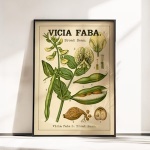 May include: A framed botanical print titled VICIA FABA Broad Bean featuring detailed illustrations of the plant, including green leaves, yellow flowers, and bean pods. The artwork displays numbered diagrams of the plant parts on a cream background.