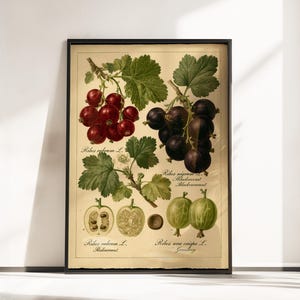 Plakat botaniczny z porzeczkami i agrestem – naukowa sztuka ścienna z jagodami – vintage wydruk z czarną porzeczką i czerwoną porzeczką