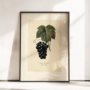 Può includere: Una stampa botanica incorniciata raffigurante un grappolo d'uva viola scuro e una grande foglia verde su sfondo color crema. Il testo VITIS VINIFERA L. e Grape Vine è stampato in nero nella parte inferiore dell'illustrazione nel quadro.