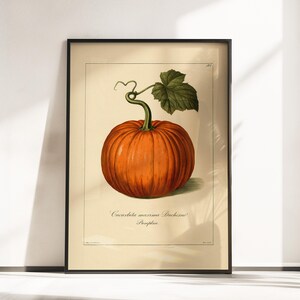 Könnte beinhalten: Ein gerahmter botanischer Druck, der einen leuchtend orangefarbenen Kürbis mit grünem Stiel und einem einzelnen Blatt zeigt. Die Illustration ist auf cremefarbenem Hintergrund mit dem Text Cucurbita maxima Duchesne und Pumpkin unter dem Bild.