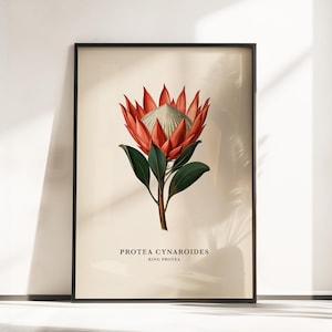 May include: A framed botanical art print featuring a central illustration of a Protea Cynaroides, also known as a King Protea, with vibrant red petals and dark green leaves on a cream background, with the text Protea Cynaroides King Protea below.