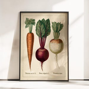 May include: A framed botanical print on a cream background featuring three vegetables: an orange carrot labelled Daucus carota L., a deep red beet labelled Beta vulgaris L., and a white turnip labelled Brassica rapa, all with green leafy tops.