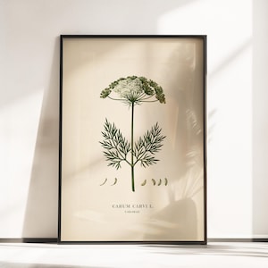 May include: A framed botanical print on a cream background featuring a detailed illustration of a caraway plant with a white flower head, green feathery leaves, and small brown seeds. The text CARUM CARVI L. and CARAWAY appears at the bottom.