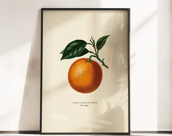 Pomarańczowy plakat botaniczny – sztuka ścienna z cytrusami w stylu vintage – antyczny grawerunek z owocami słodkiej pomarańczy