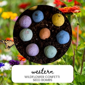 May include: A close-up of a circular arrangement of colorful seed bombs in a bed of soil. The seed bombs are in shades of blue, purple, orange, and green. The text "western WILDFLOWER CONFETTI SEED BOMBS" is displayed on a white rectangular label.