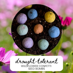 May include: A close-up of a circular arrangement of colorful seed bombs in a bed of soil. The seed bombs are in shades of blue, yellow, orange, and purple. The text "drought-tolerant WILDFLOWER CONFETTI SEED BOMBS" is at the bottom.