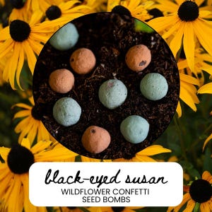 May include: A close-up of a cluster of seed bombs in a bed of soil, surrounded by yellow Black-Eyed Susan flowers. The seed bombs are in shades of orange and blue-green. Text on a white rectangle reads "black-eyed susan WILDFLOWER CONFETTI SEED BOMBS."
