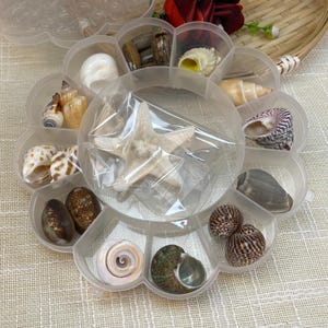 13 Variety Natural Seashell Mix Bundle, Marine Seashell Assortment，TF02