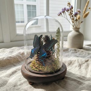Puede incluir: Una cúpula de cristal decorativa con una base de madera oscura, que muestra una mariposa preservada con alas azules y negras. La mariposa descansa sobre un lecho de musgo, piñas y plantas secas. Un pequeño jarrón con flores secas está cerca.