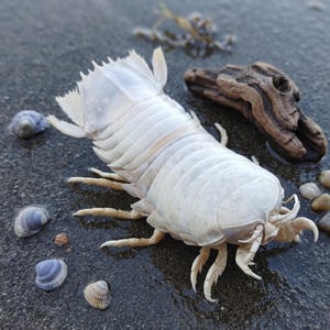 Puede incluir: Un gran crustáceo isópodo blanco con múltiples patas y cuerpo segmentado yace sobre una superficie oscura y húmeda. Pequeñas conchas marinas y un trozo de madera flotante están cerca. El isópodo es el punto focal de la imagen.