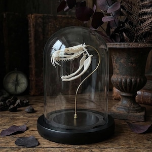 Echte Kobra Schädel Exemplar | Schlangenknochen-Aufbewahrung | Kuriositäten und Kuriositäten | Dark Academia Dekor