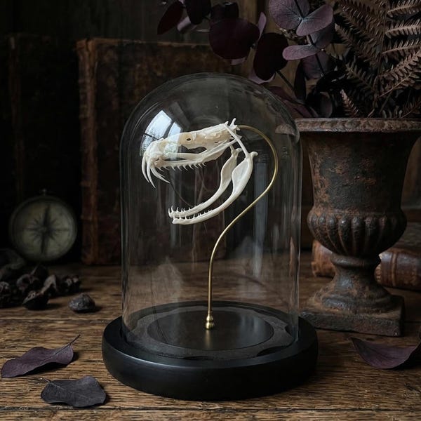 Real Cobra Skull Specimen | Snake Bone Display | Oddities and Curiosities | Dark Academia Room Decor