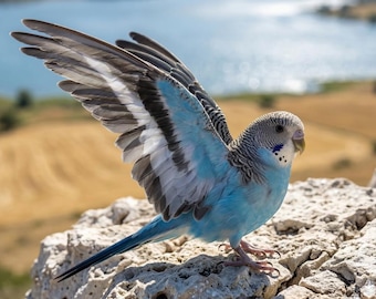 Real Blue Budgie Specimen | 3.2" Spread Wing Parakeet Mount (Curiosity Cabinet Decor)