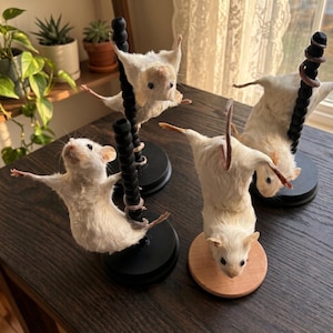 Op de afbeelding: Vier geprepareerde witte muizen in verschillende poses. Twee muizen zijn gemonteerd op zwarte palen, de andere twee op zwarte en houten bases. De muizen hebben hun armen uitgestrekt, wat de indruk van beweging geeft. Uniek decoratie-item.