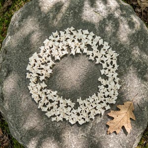 Könnte beinhalten: Ein kreisförmiges Arrangement aus kleinen, cremefarbenen Knochenstücken, möglicherweise Wirbeln, auf einem grauen Stein. Ein einzelnes, getrocknetes braunes Eichenblatt liegt daneben. Natürliches Sonnenlicht.