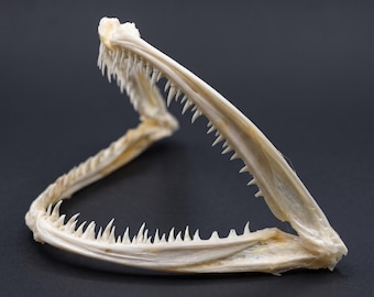 Specimen van echte zeeduivel | Decor Deep Sea Marine Oddity | Giercultuurkunst