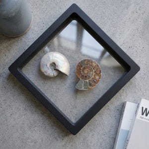 May include: A black, square shadow box displaying two fossilized ammonite shells. One shell is pearlescent white, and the other is a spiral of brown and tan. The box is set against a gray background, suggesting a display for natural history or home decor.