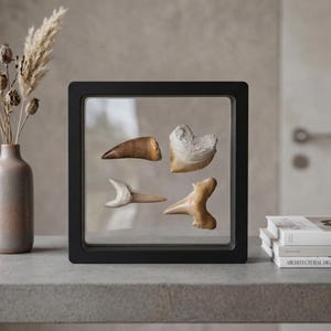 May include: A black framed display case containing four fossilized teeth. The teeth are various shades of brown and off-white. The display case is sitting on a gray surface.