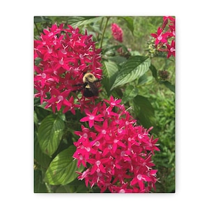 Canvas Print, Bumble Bee on Magenta Flowers Artwork, Home Decor Wall Art, Nature Lover Gift, Floral Botanical Print, Office Decor, Bee Lover