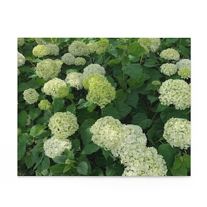 May include: A close-up of a bush of white hydrangeas in full bloom. The flowers are clustered together in large, round heads, and the leaves are a deep green.