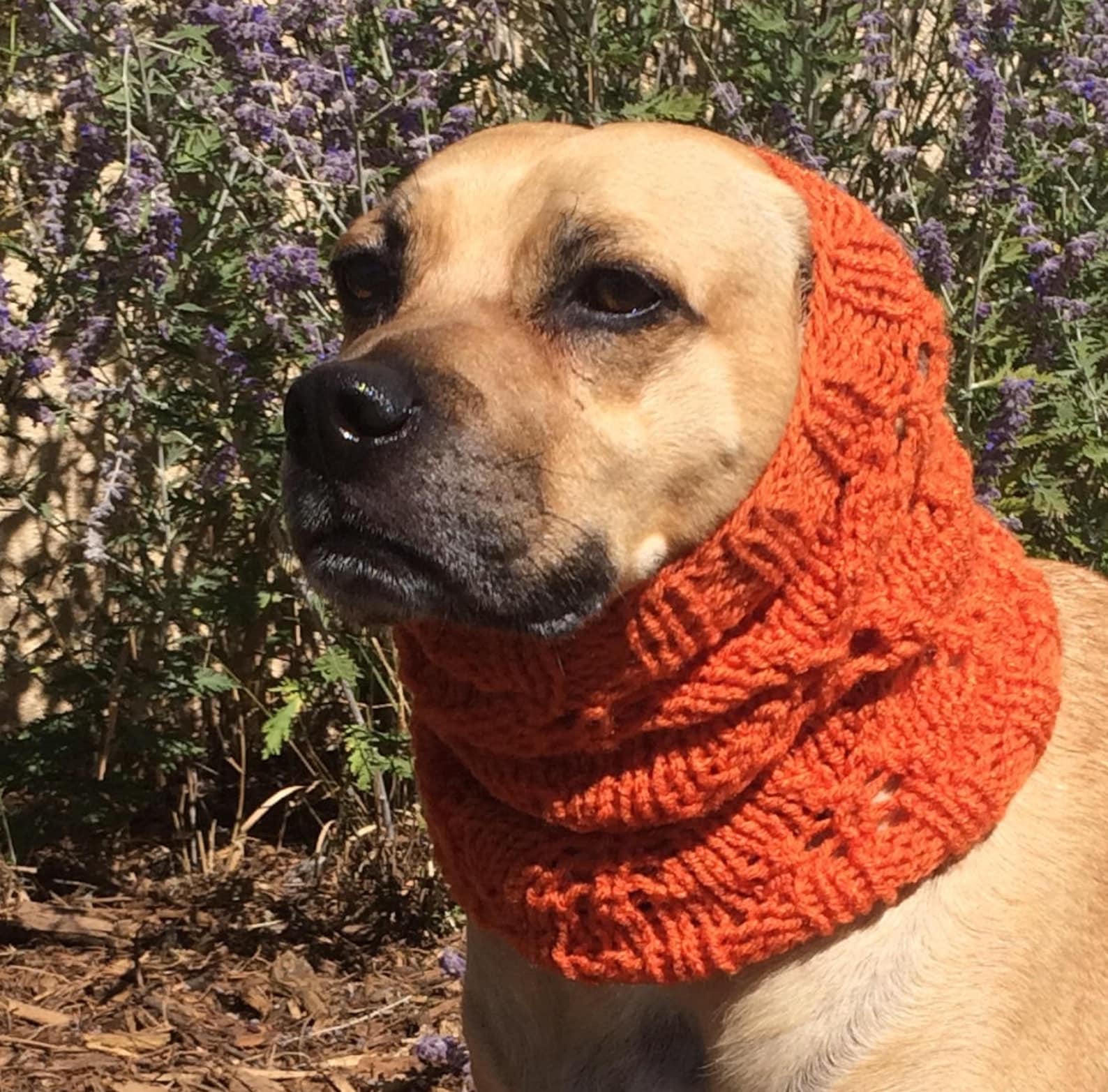 Lacey Leaf Dog Snood PATTERN for Size Medium to Large Dog Knitting