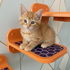 May include: An orange tabby kitten sits on a wall-mounted cat shelf. The shelf is orange with a purple and white hexagonal tile pattern. The kitten has green eyes and is looking at the camera. The background is a light blue wall with a geometric pattern.