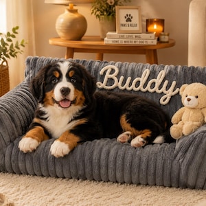 May include: A dark gray corduroy pet sofa featuring a plush texture and a high backrest. The name Buddy is embroidered in white script on the backrest. A Bernese Mountain Dog puppy is lying on the sofa next to a small, light brown teddy bear.