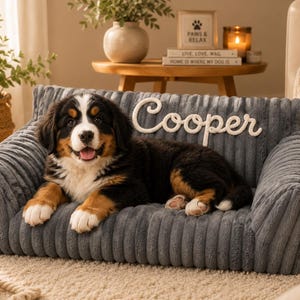 May include: A gray, corduroy-textured pet sofa bed featuring a high backrest and cushioned sides. The name Cooper is embroidered in white script on the backrest. A Bernese Mountain Dog puppy with black, brown, and white fur is lying on the bed.